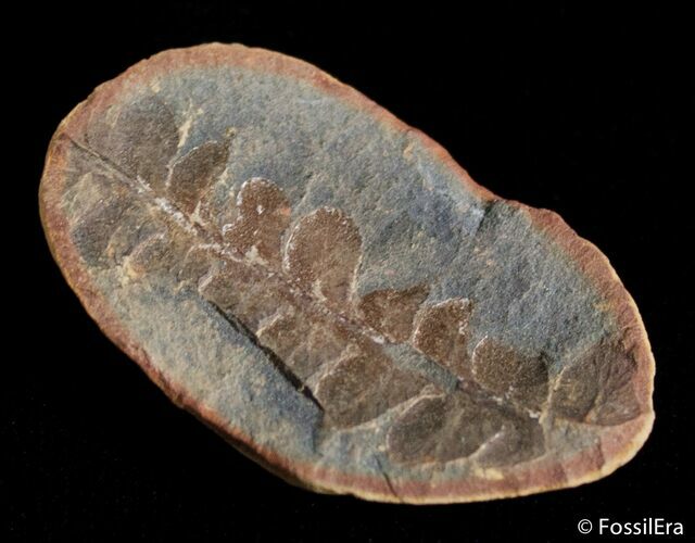 Fern Fossil From Mazon Creek - Million Years Old #2885